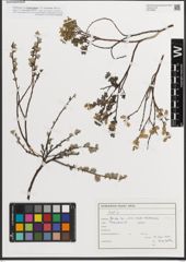 Foto von Salix L.